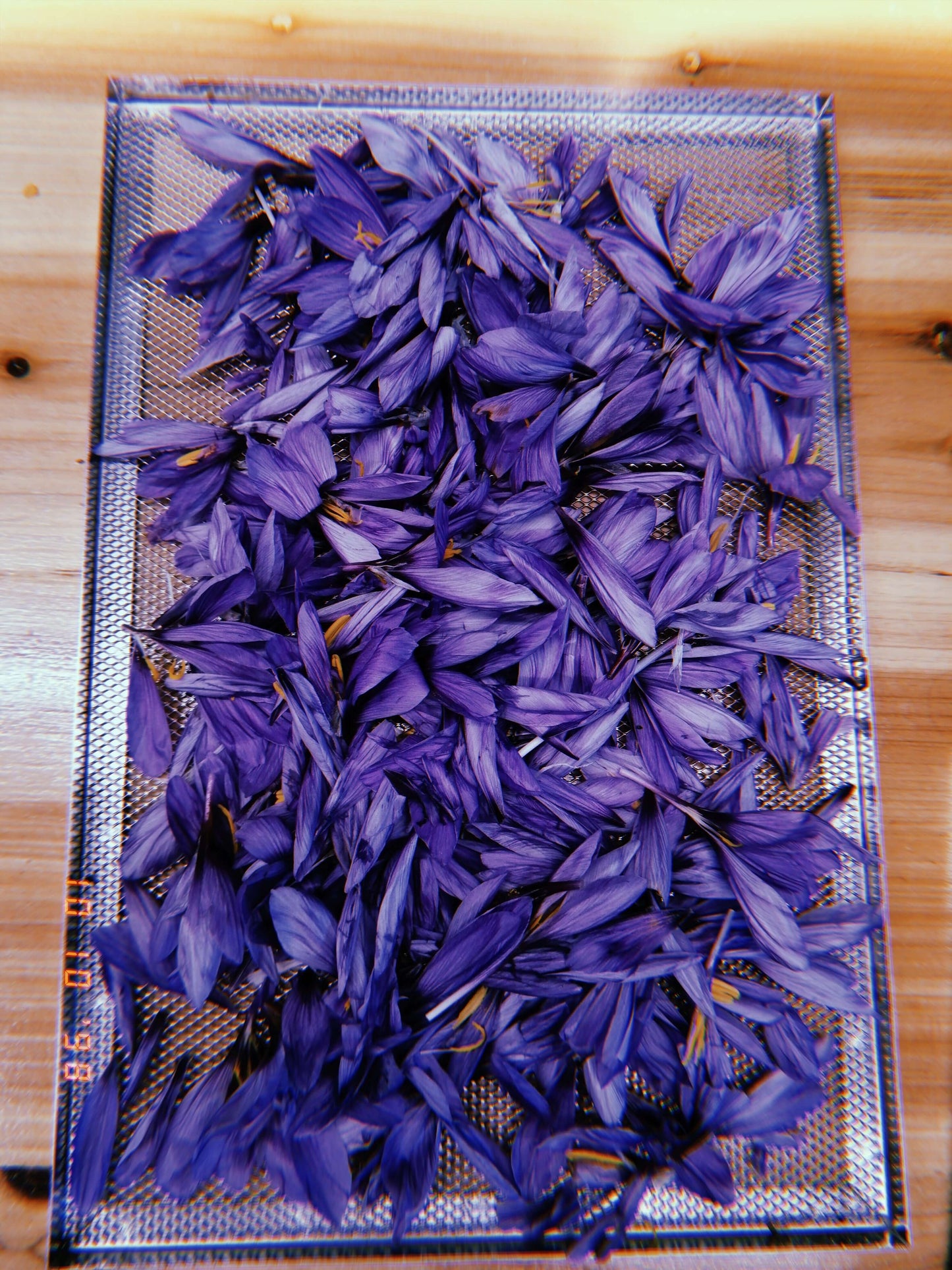 Fiori di Zaffy completi con stimmi freschi