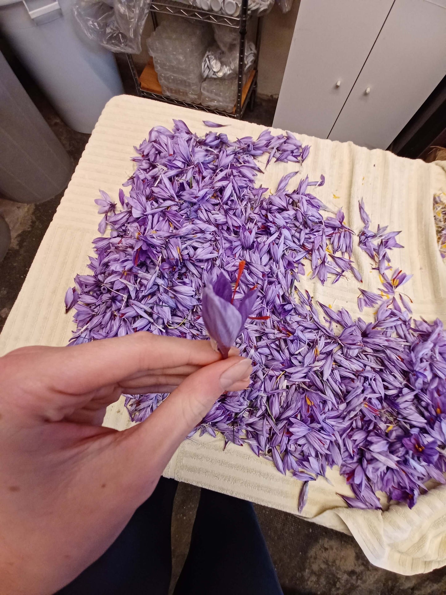 Fiori di Zaffy completi di stimmi freschi