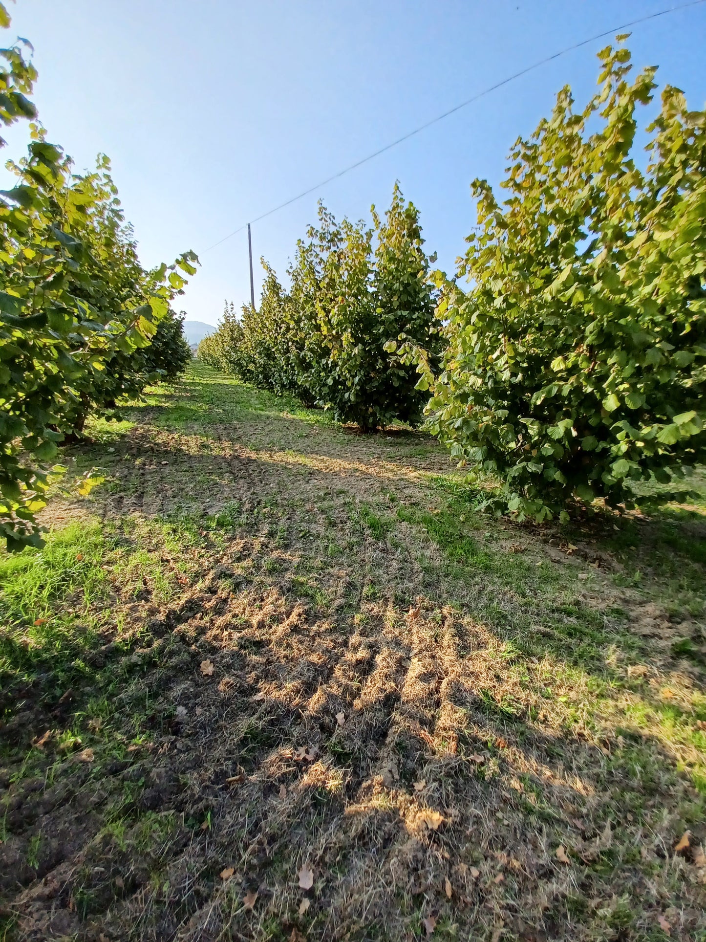 Aperitivo nelle nocciole