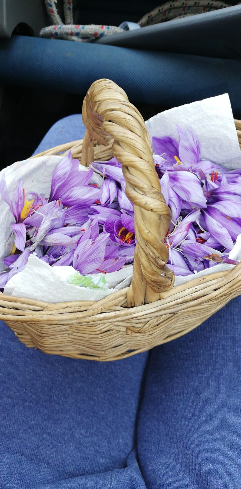 Fiori di Zaffy completi di stimmi freschi