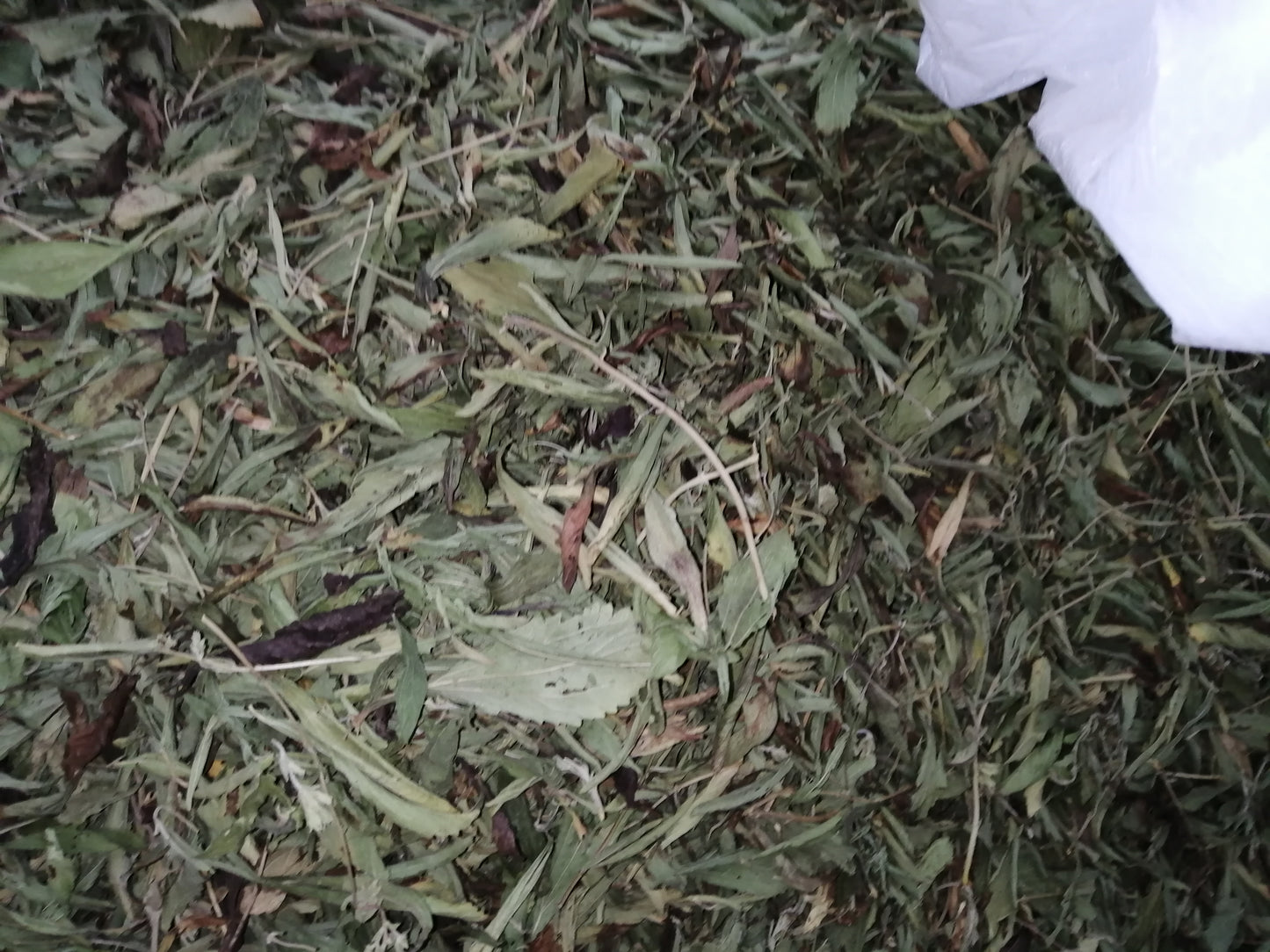 Stevia Rebaudiana dolcificante naturale, in foglie essiccate