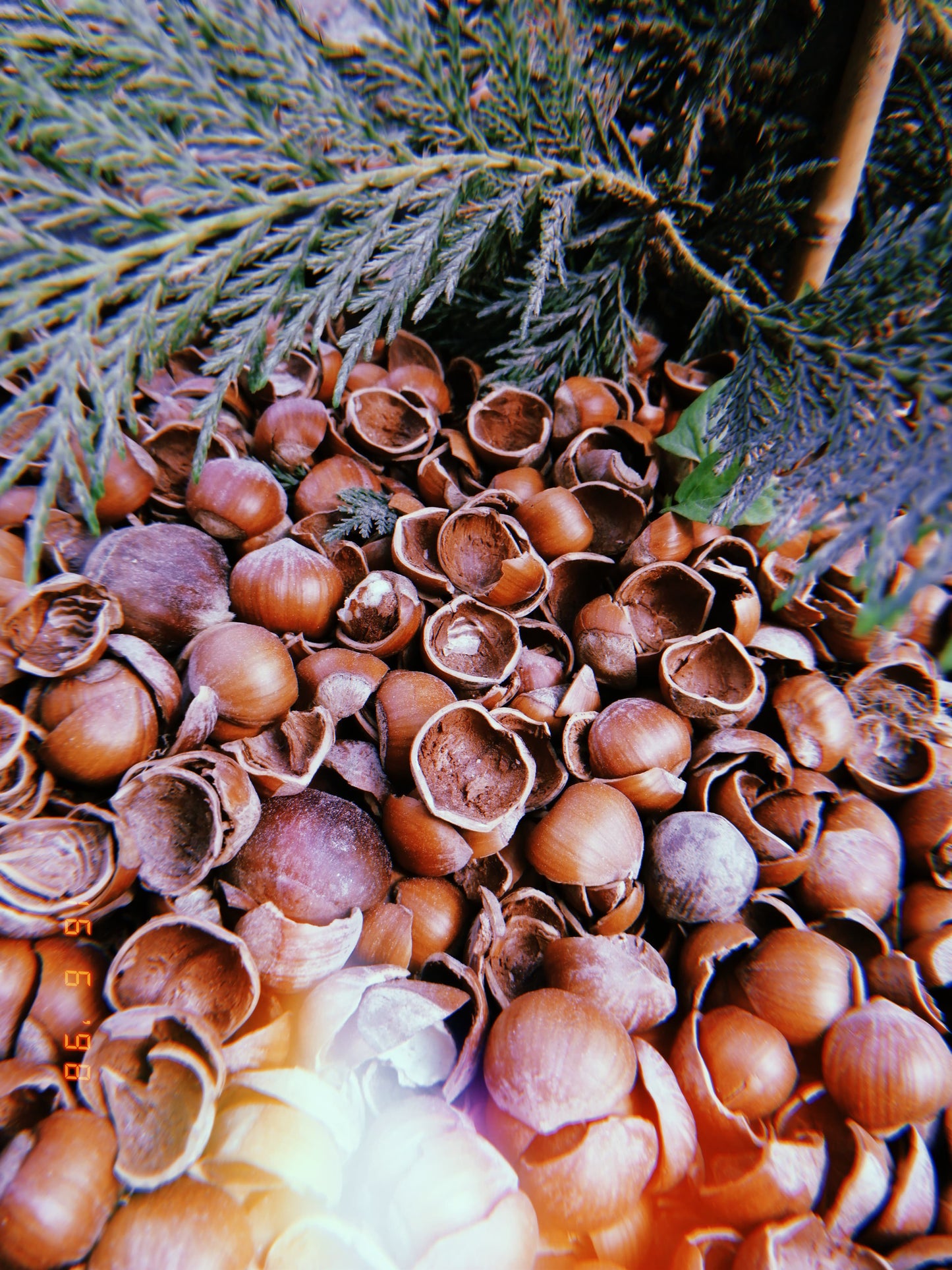 Gusci di nocciole coltivate da azienda biologica e naturali per uso decorativo 3kg
