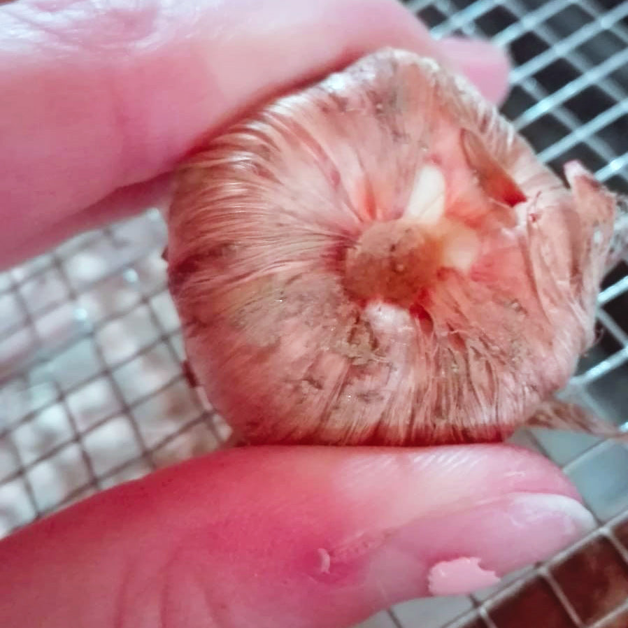 Bulbi di Zafferano italiani coltivati da azienda biologica per fiori