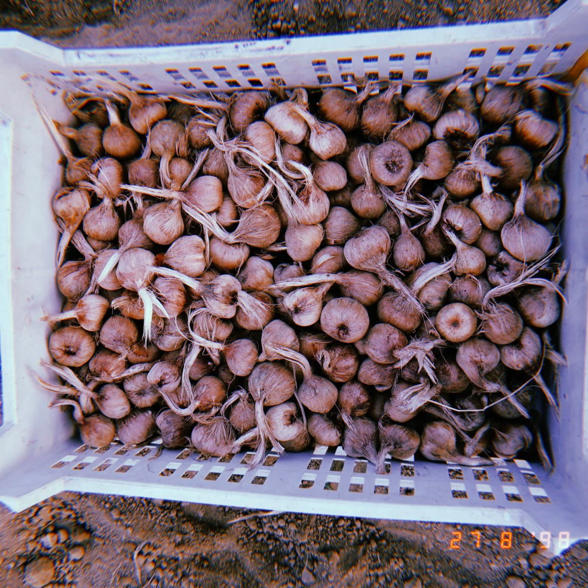 Bulbi di Zafferanetto italiani coltivati da azienda biologica per bulbi