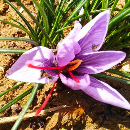 Fiori di Zaffy completi di stimmi freschi