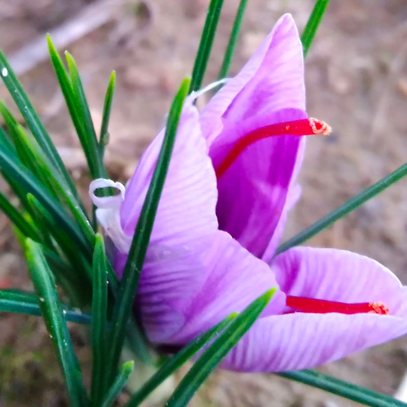 Petali dello Zafferanetto freschi