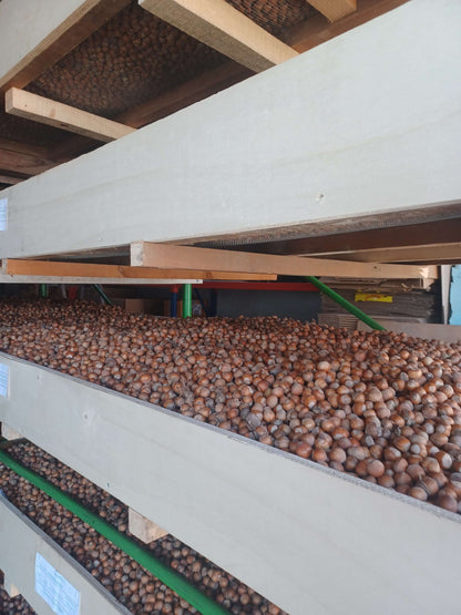 La "Nocciola del Monviso"® nocciole coltivate da azienda biologica in GUSCIO