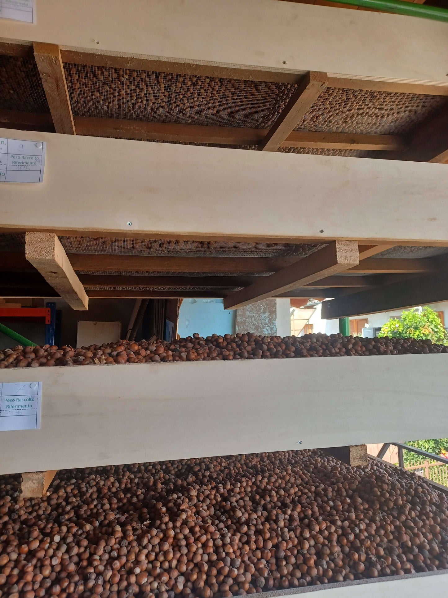 La "Nocciola del Monviso"® nocciole coltivate da azienda biologica in GUSCIO