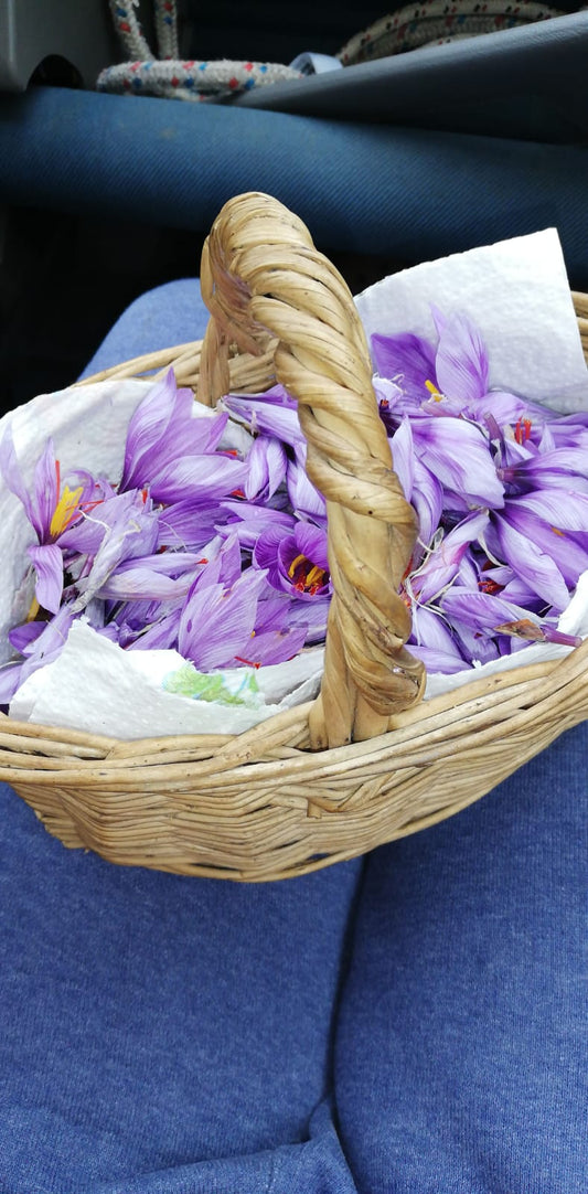 Fiori di Zaffy completi di stimmi freschi