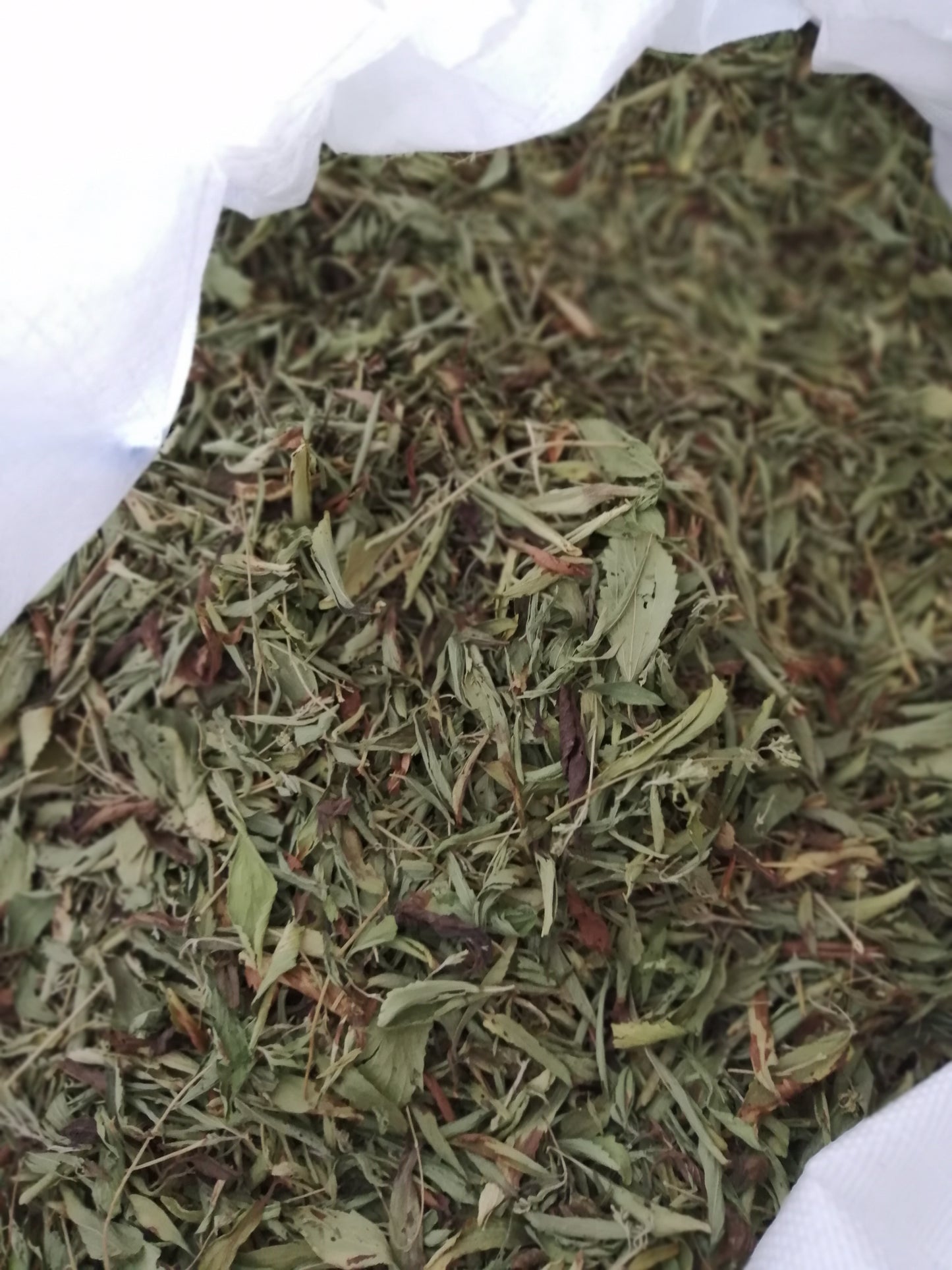 Stevia Rebaudiana dolcificante naturale, in foglie essiccate