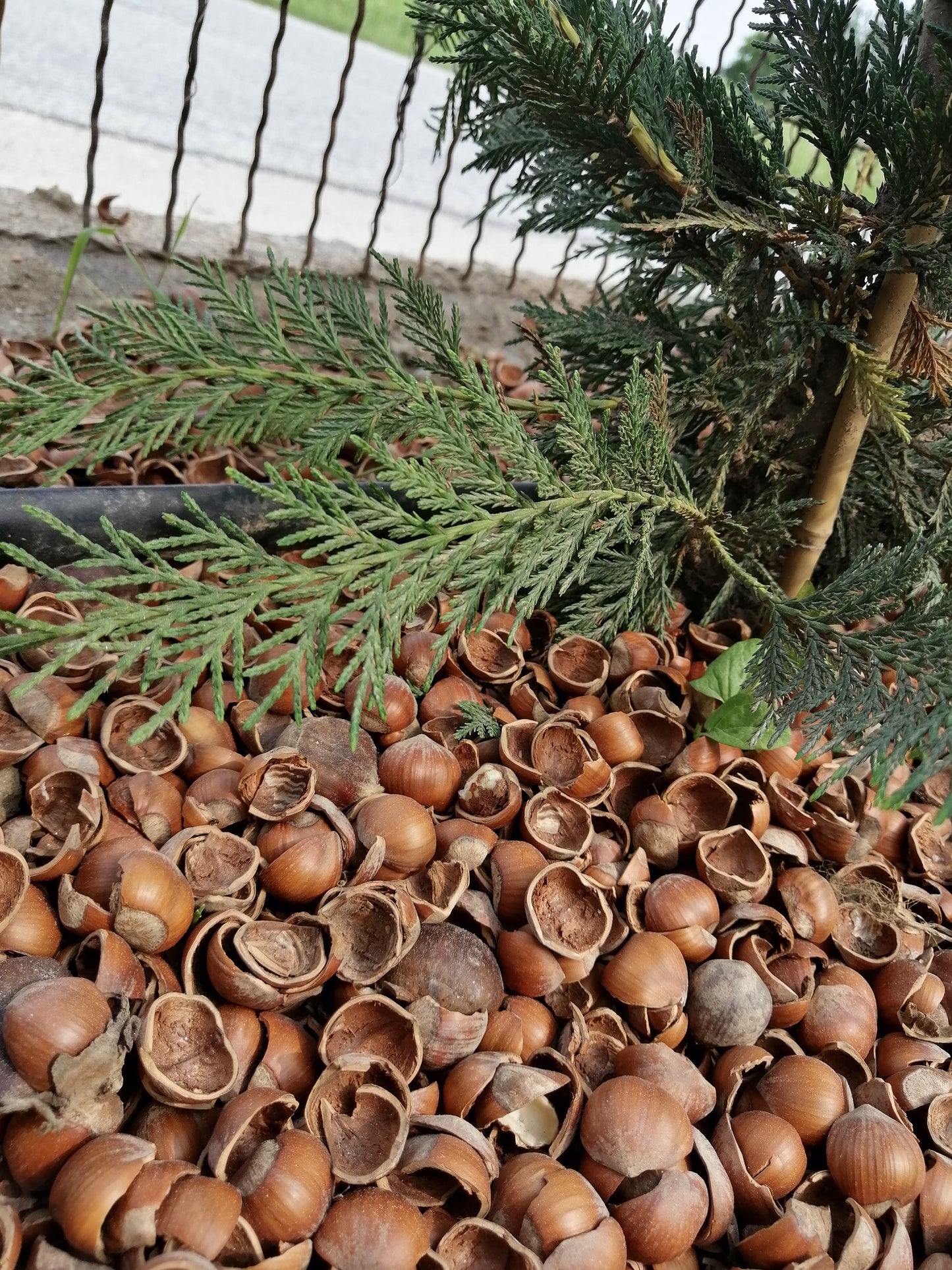 Gusci di nocciole coltivate da azienda biologica e naturali per uso decorativo