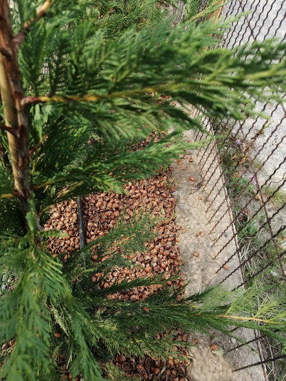 Gusci di nocciole coltivate da azienda biologica e naturali per uso decorativo