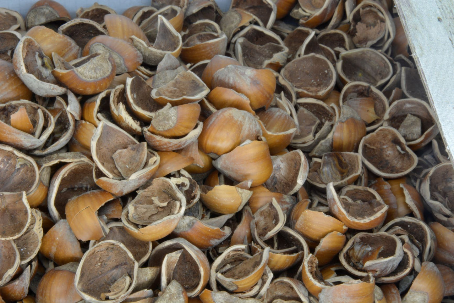 Gusci di nocciole coltivate da azienda biologica e naturali per uso decorativo