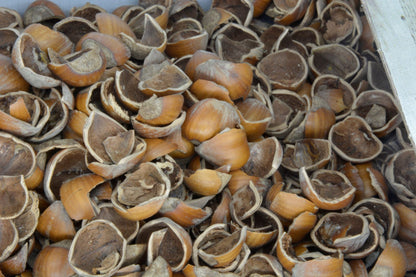 Gusci di nocciole coltivate da azienda biologica e naturali per uso decorativo