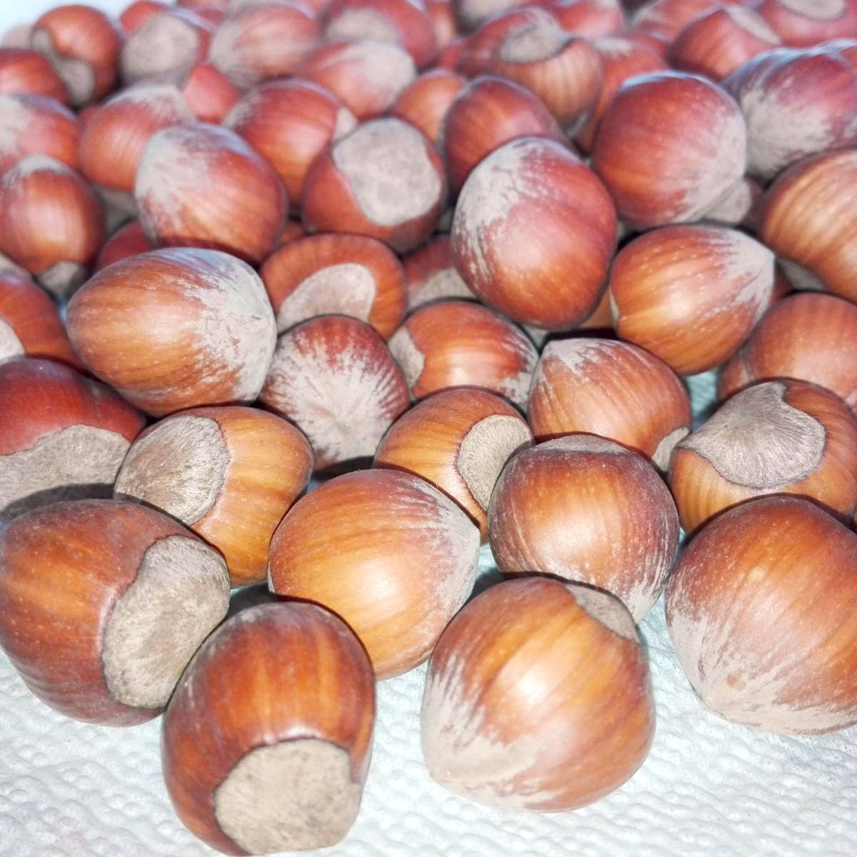 La "Nocciola del Monviso"® nocciole coltivate da azienda biologica in GUSCIO