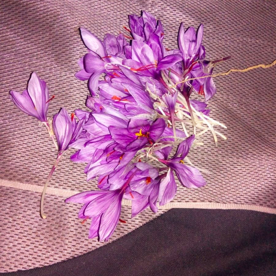 Petali dello Zafferanetto freschi