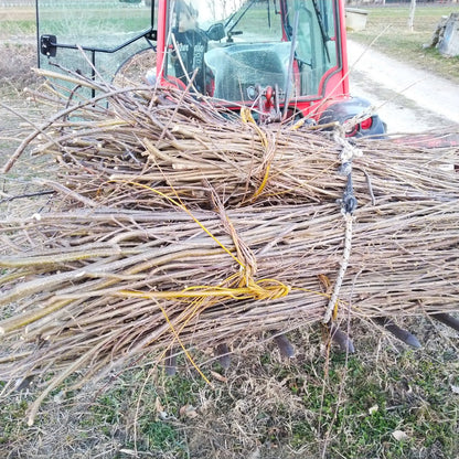 Sfalci di Nocciolo, legno bianco e profumato